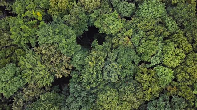 空中鸟瞰夏季森林顶部与温和的风背景视频素材