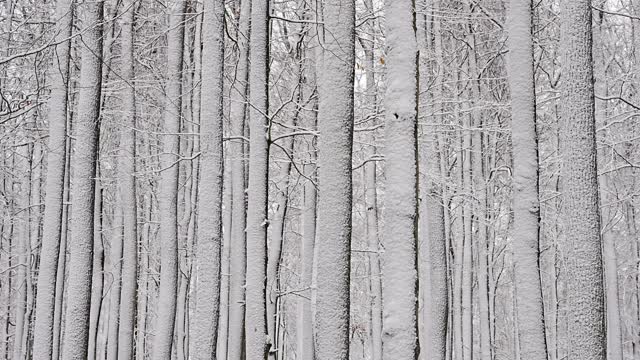 冬天的雪林视频素材