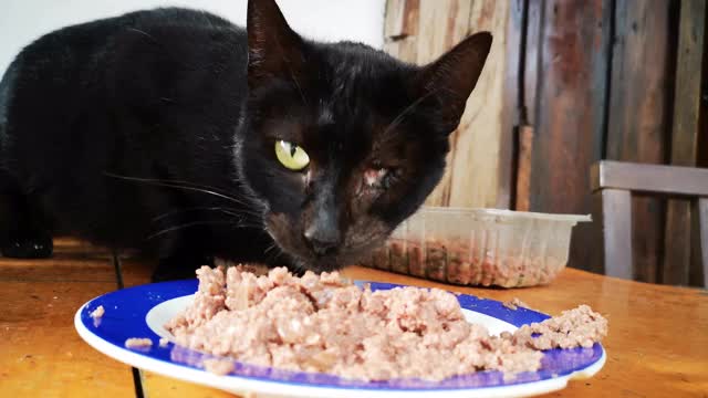 一只没有眼睛的猫在吃盘子里的宠物食品视频素材