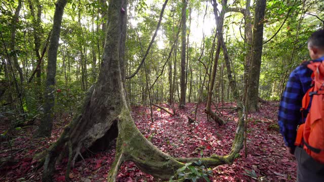 一位亚洲游客，背包客在小径上徒步旅行，在秋天穿过一片布满红枫树的森林。山山户外景观背景。冒险的生活方式。视频素材