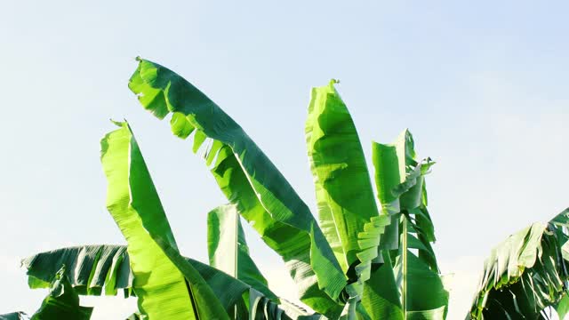 芭蕉叶在风中摇摆视频素材