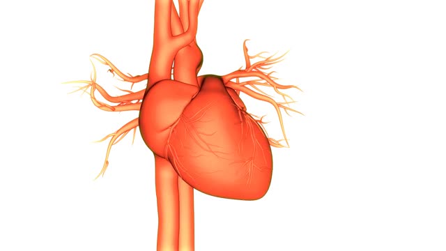 人体循环系统心脏跳动解剖动画概念视频素材