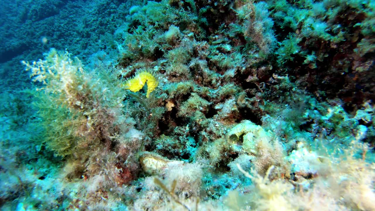 海洋海洋生物-珊瑚礁中的海马视频素材