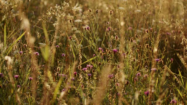 在阳光明媚的夏日，乡间的草地上长满了野花和绿草视频素材