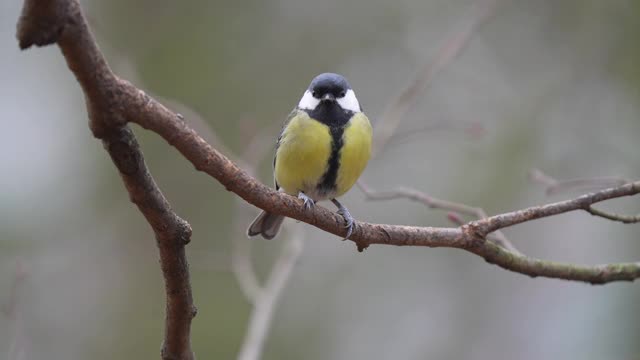 大山雀，Parus major，冬天视频素材