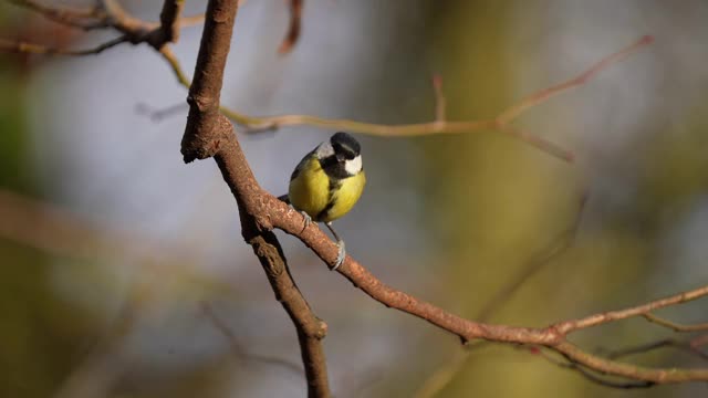 大山雀，Parus major，冬天视频素材