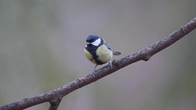 大山雀，Parus major，冬天视频素材