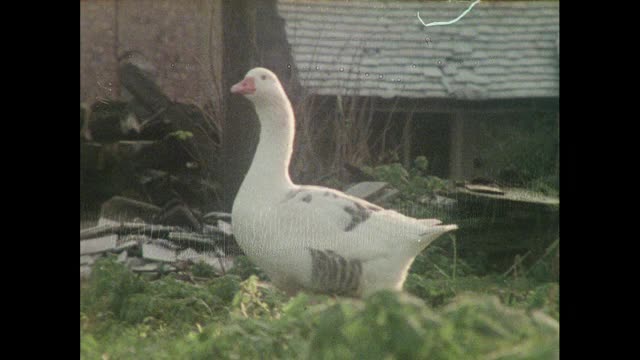 1970年代，农场里一群叽叽喳喳的小鹅视频素材