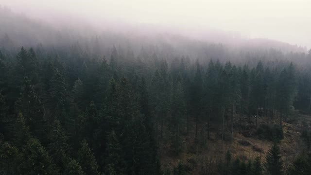 无人机的观点在雾云杉林地在秋天视频素材