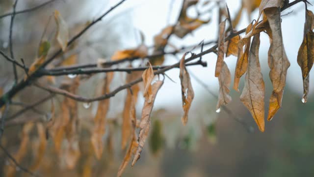 雨滴落在树叶上，秋天的树叶视频素材