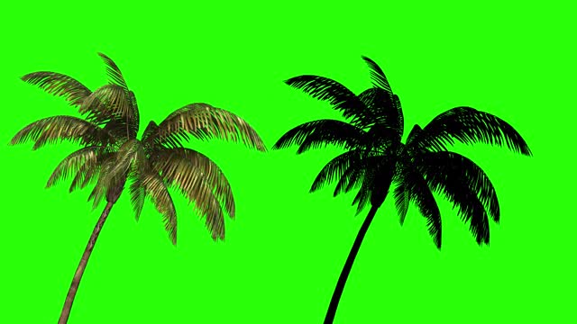 椰子树与阴影在绿色背景上进行键控。棕榈叶在风中摇摆。视频素材