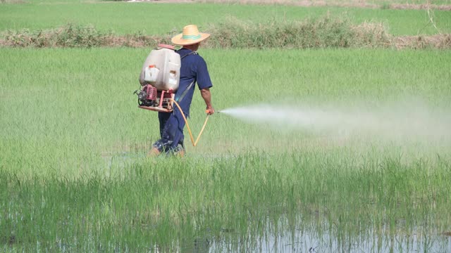 农民在稻田里喷洒除草剂视频素材