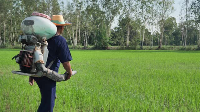 年长的亚洲农民在他的绿色水稻上喷洒肥料。视频素材