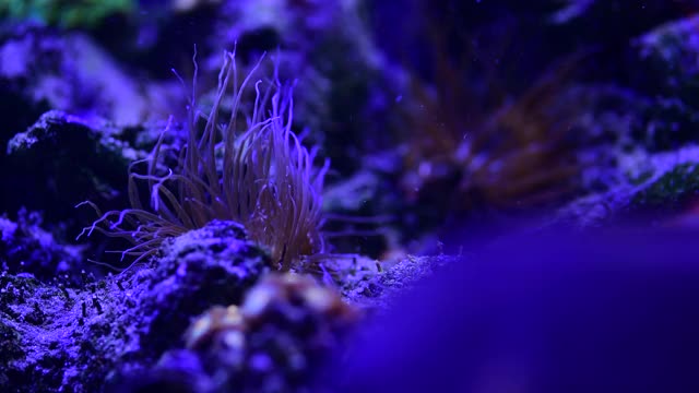 彩色海葵在盐水水族馆的岩石上的漂亮的近距离4k视频视频素材