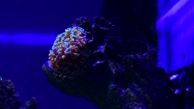 彩色海葵在盐水水族馆的岩石上的漂亮的近距离4k视频视频素材