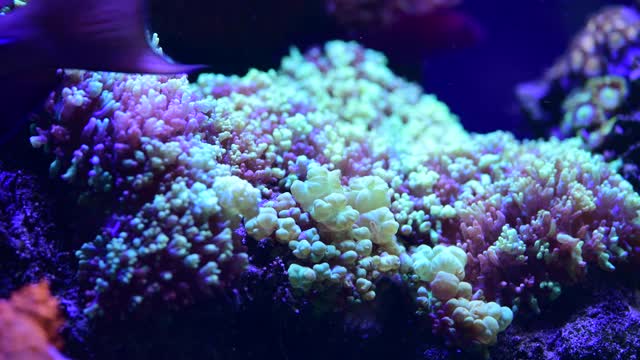 彩色海葵在盐水水族馆的岩石上的漂亮的近距离4k视频视频素材