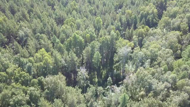 从上到下的无人机拍摄的郁郁葱葱的落叶和针叶林混合景象视频素材