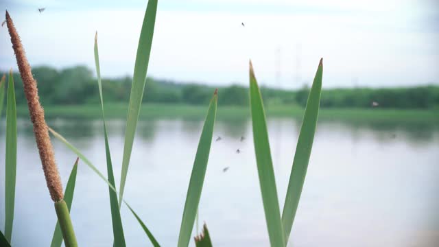 香蒲和飞虫视频素材