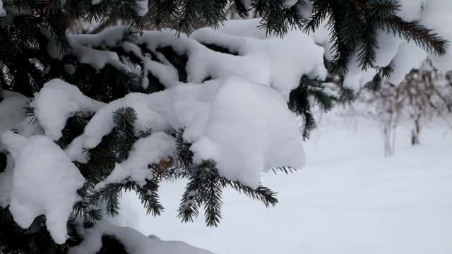 戴着羊毛手套的女人摇着针叶树树枝上的雪视频下载