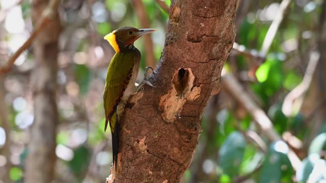 小黄颈，Picus chlorolophus;4K镜头，啄木鸟啄食，泰国keng kachan国家公园。视频素材