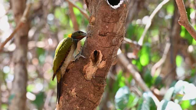 小黄颈，Picus chlorolophus;4K镜头，啄木鸟啄食，泰国keng kachan国家公园。视频素材