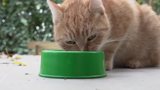 猫吃猫食，外面从绿嚎里出来。视频素材