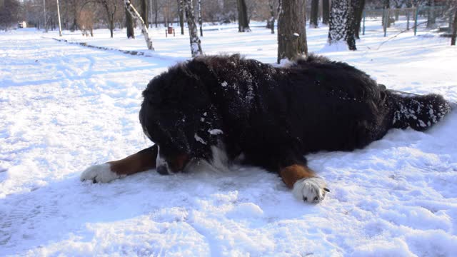 在一个阳光明媚的冬日里，伯恩斯山犬在公园散步，躺在地上吃着雪视频素材