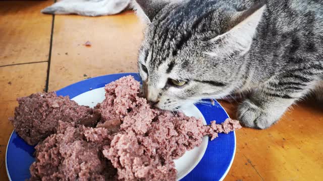 猫在盘子里吃宠物食品视频素材