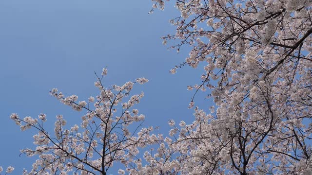 樱花在风中摇曳。视频素材