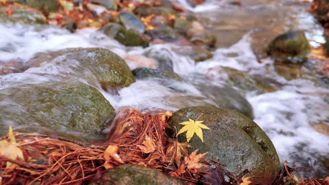 秋天的风景在森林里随着溪水流淌，聚焦在岩石上的黄色枫叶上，4k慢镜头b卷。视频素材