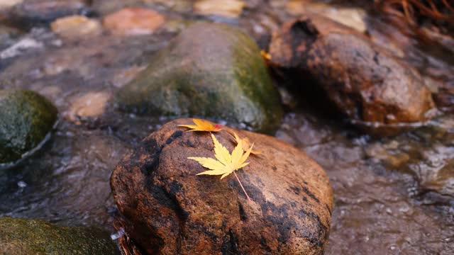 秋天的风景在森林里随着溪水流淌，聚焦在岩石上的黄色枫叶上，4k慢镜头b卷。视频素材