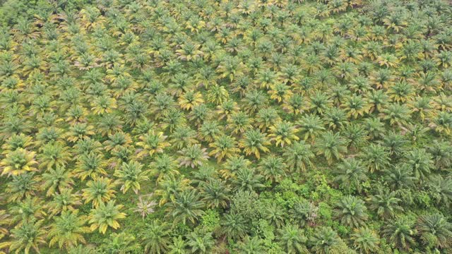 苏门答腊4K棕榈树花园视频下载