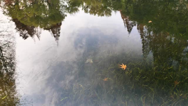 黄色的枫叶漂浮在宁静的湖面上，树木和天空的倒影，清澈的水由于CPL效应，水草在水中摇摆，4k慢镜头b卷。视频素材