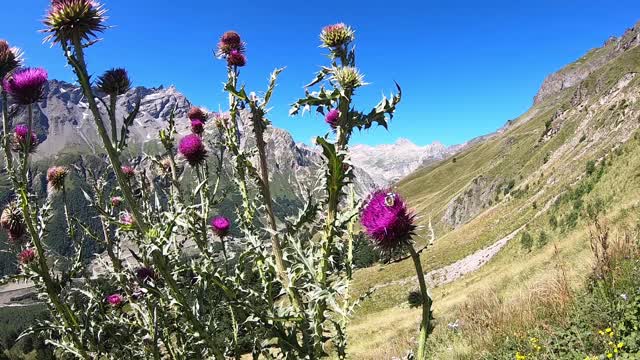 高山大黄蜂蓝天爬行动物视频下载