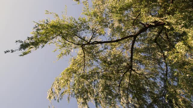 在柳树的树枝下，在平静的风和晴朗的天空背景下晃动视频素材