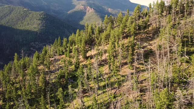 4K鸟瞰图的北方自然森林和黄石国家公园的森林山谷视频素材