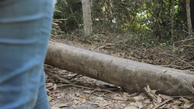 旅行者亚洲女人徒步在森林里视频素材