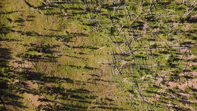 4K鸟瞰图的北方自然森林和黄石国家公园的森林山谷视频素材