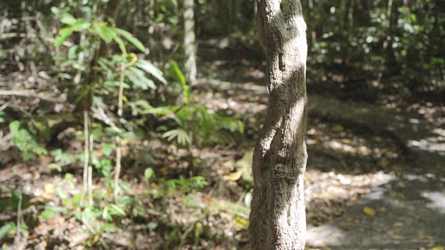 旅行者亚洲女人徒步在森林里视频素材