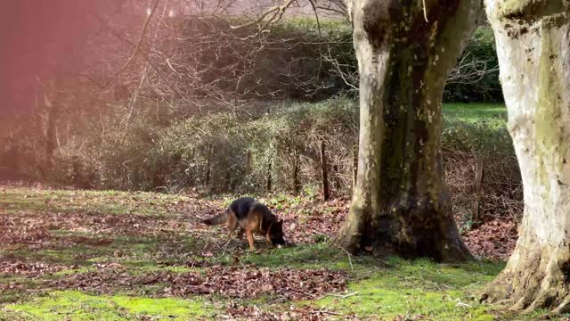 德国牧羊犬嘴里叼着一根大棍子穿过田野，直到它停止看摄像机为止视频素材