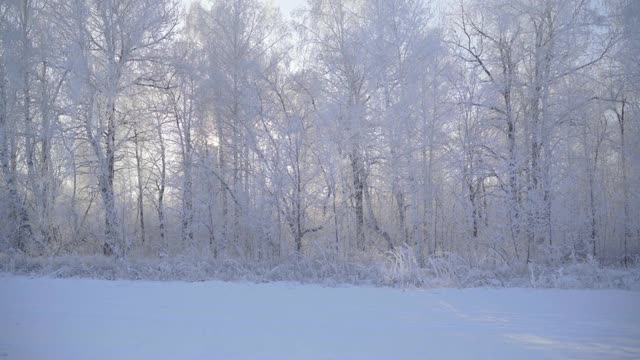 人类行走在冬天的森林里视频素材