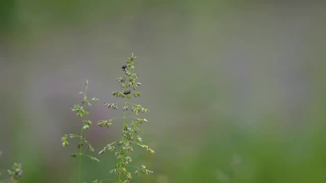 春天的一个阴天，小甲虫坐在草地上视频素材