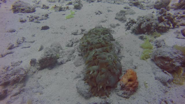 埃及红海中的海参视频素材