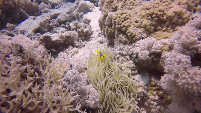 埃及海葵中的一种红海海葵鱼视频素材