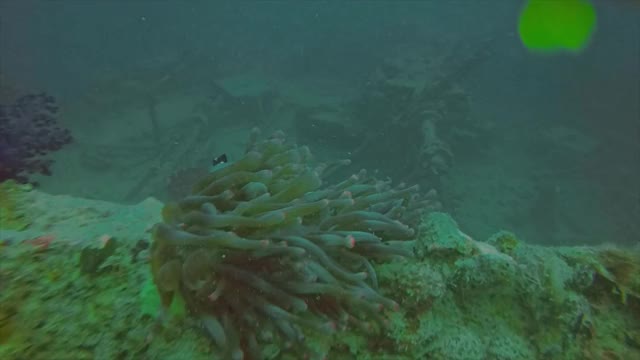 埃及海葵中的一种红海海葵鱼视频素材