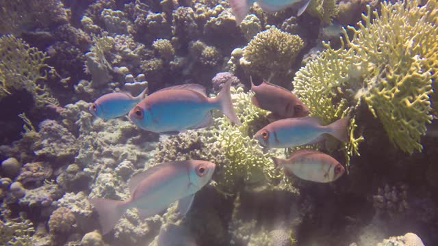 月尾大眼睛(Priacanthus hamrur)靠近一个珊瑚礁的避难所在红海，埃及视频素材