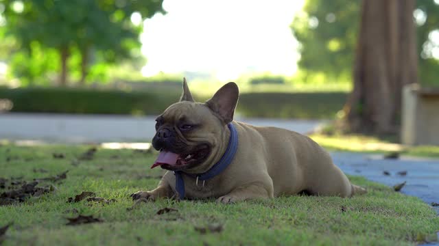 可爱的法国斗牛犬躺在田野在夏天视频素材