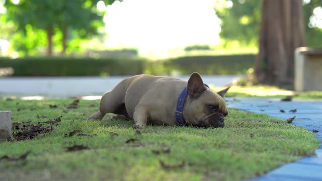 可爱的法国斗牛犬躺在草地上的田野视频素材