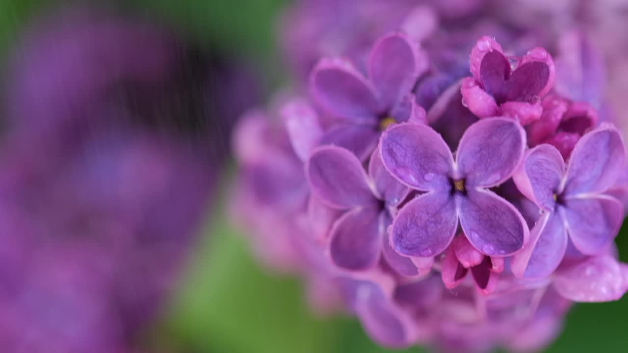 丁香的有花或开花的枝条。盛开的花朵紫丁香视频素材