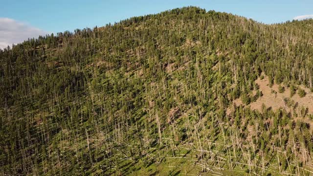 4K鸟瞰图的北方自然森林和黄石国家公园的森林山谷视频素材